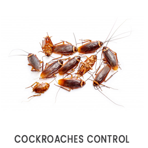 Cockroaches control pest control dubai