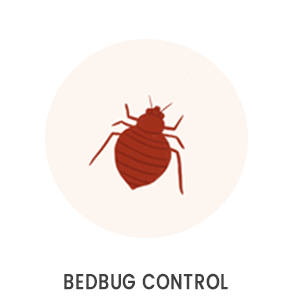 Bedbug Control dubai
