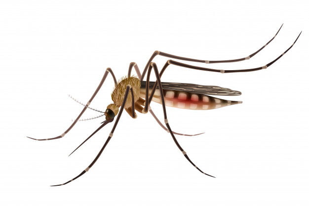 mosquito pest control dubai