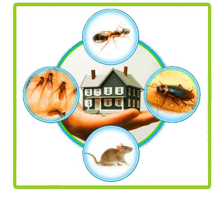 Commercial Pest Control In Yakima