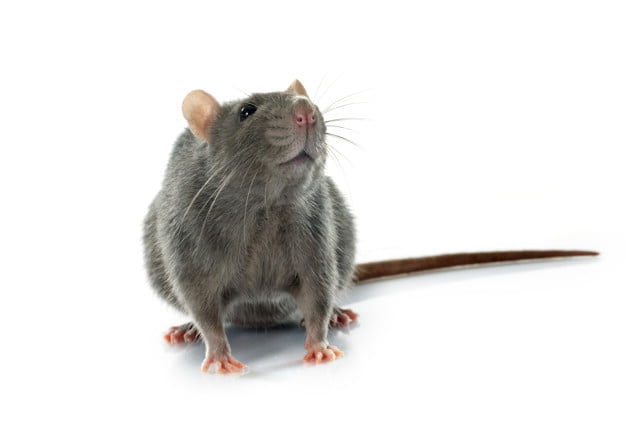 rat pest control dubai