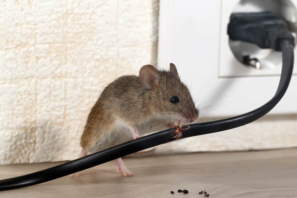 BEST RODENT CONTROL METHODS | NEWSTAR PEST CONTROL