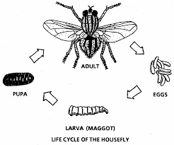 fly control