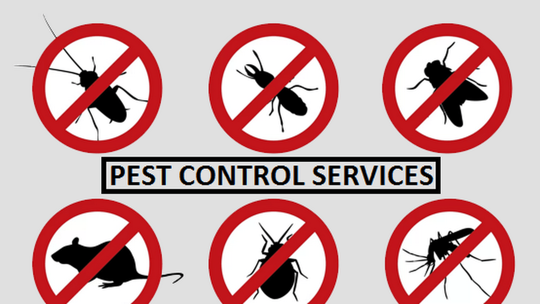 HOW DO I STOP PESTS IN MY HOME? - NEWSTAR PEST CONTROL