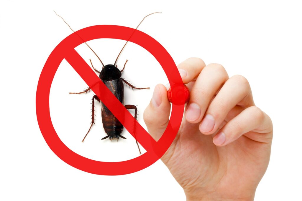 why you need regular pest control?