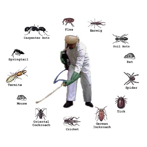 pest control tips and tricks of star pest control