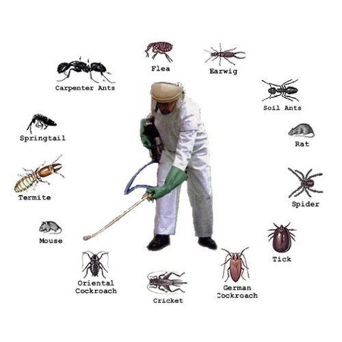 Ant Exterminator Near Me