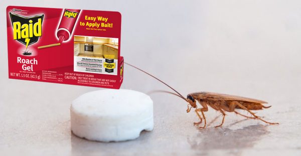 Most effective way to control cockroaches