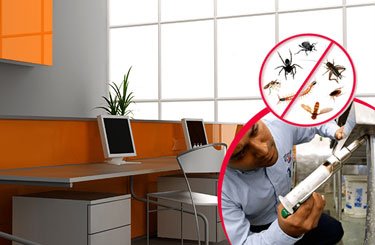 pest control in office