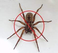 spider control at home