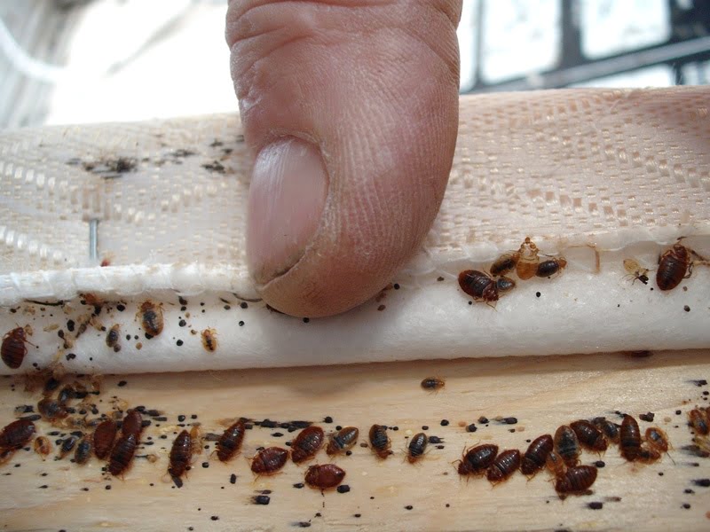 bedbug exterminator Dubai
