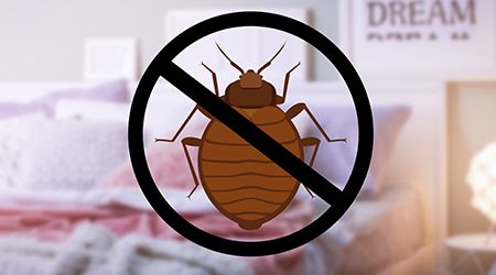 bedbug exterminator Dubai