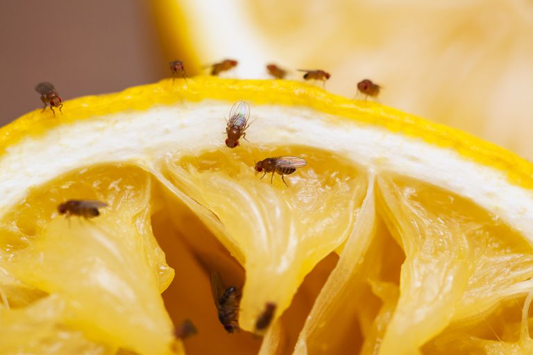 fruit fly control Dubai