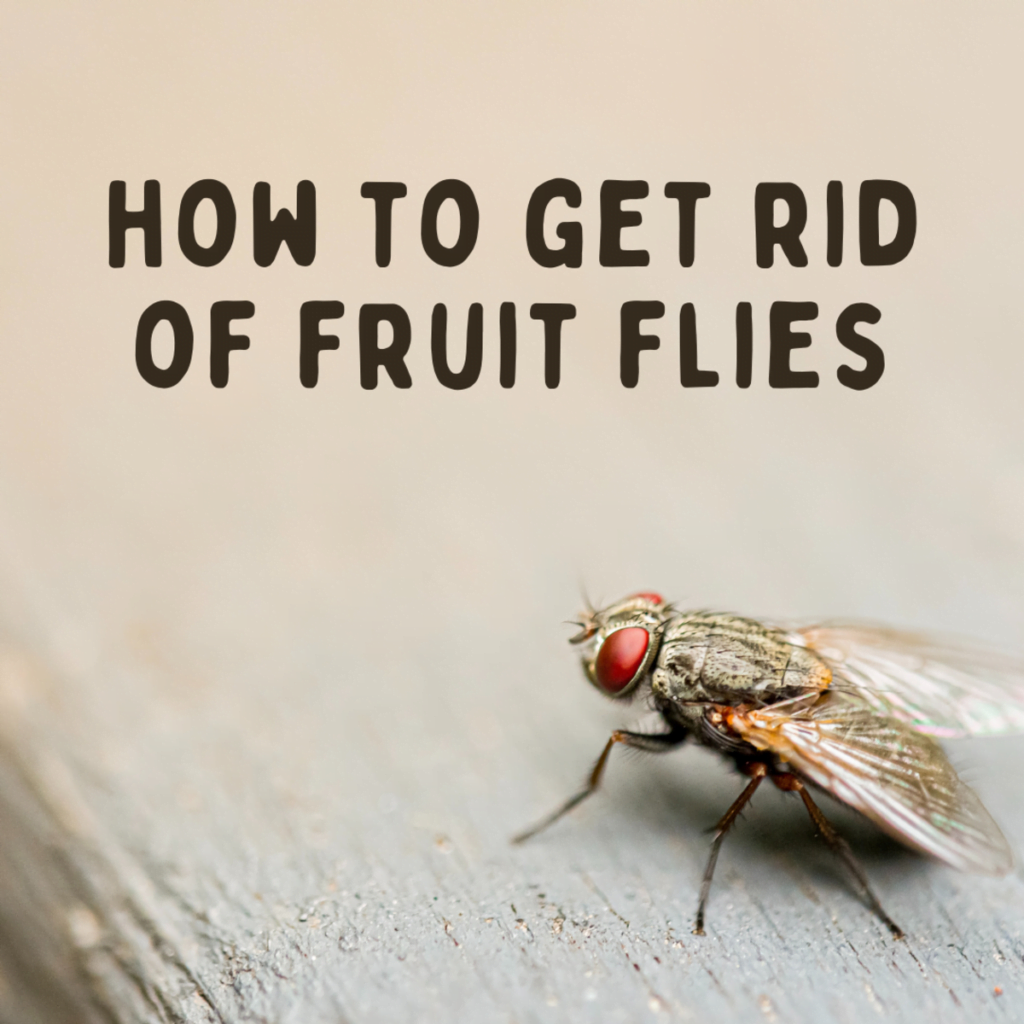 fruit fly control Dubai