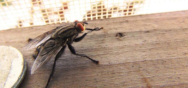 Natural ways to get rid of houseflies