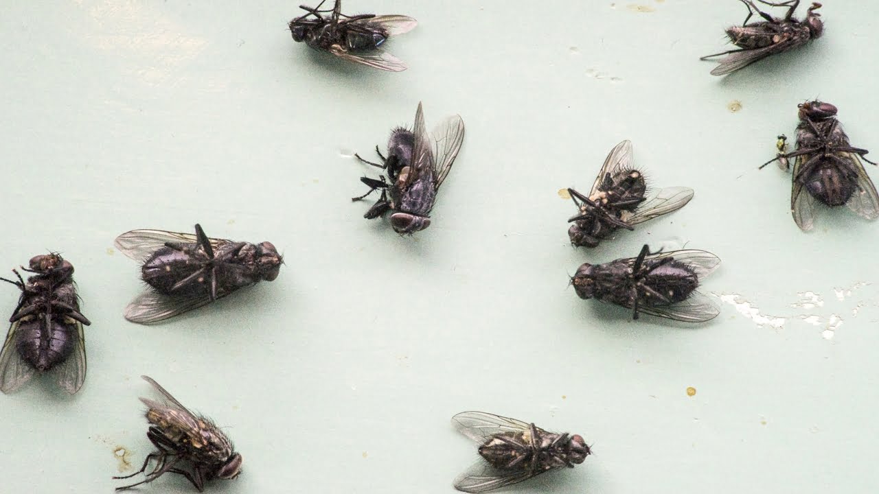11 Natural Ways to Get Rid of House Flies