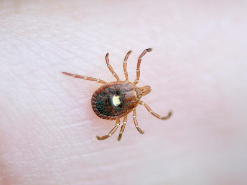 how to get rid of ticks