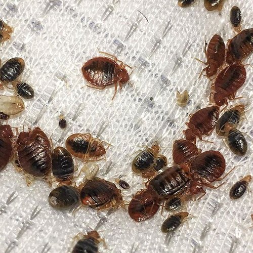 bedbug control Dubai