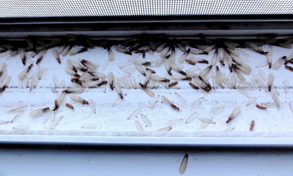 signs of termite infestation