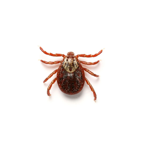 how to get rid of ticks