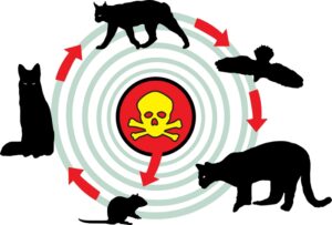 environmental risks of using rodenticides