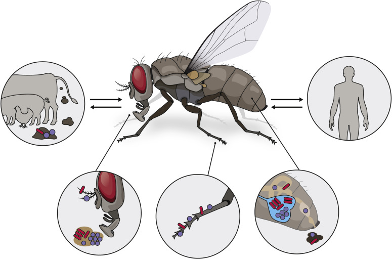 medical problems and infections by pests