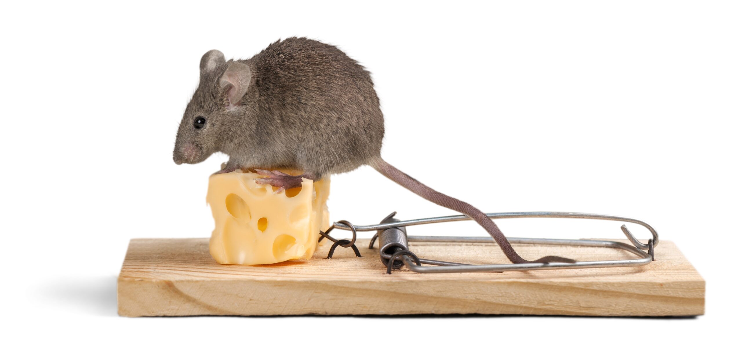 Wood Mice Importance, Biology, and Control New Star Pest Control