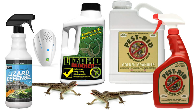 lizard control