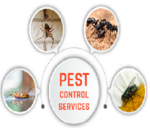 Benefits of hiring a professional pest control company
