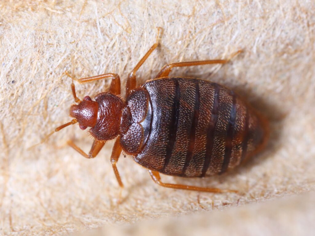 common pests in UAE