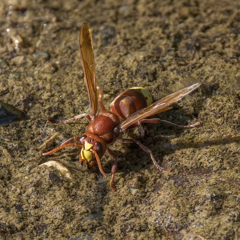 yellow jacket insect