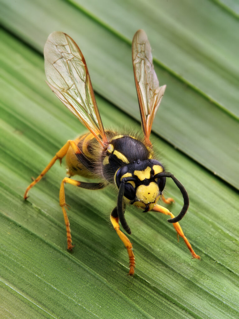 types of stinging insects