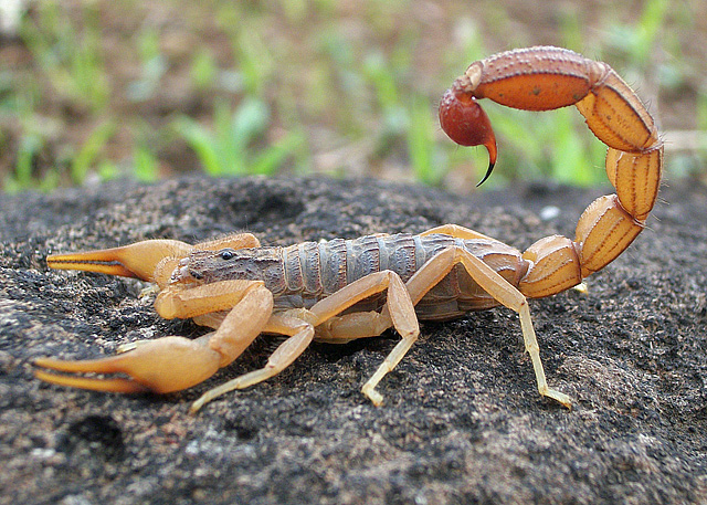 types of stinging insects