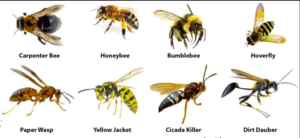 Types of Stinging Pests