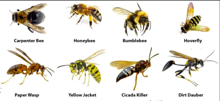 Types Of Stinging Pests - The New Star Pest Control, Uae