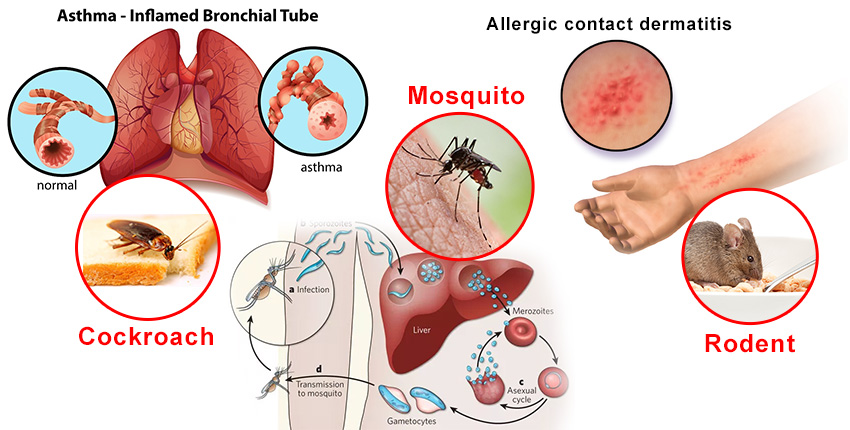 connection between asthma and pests