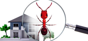 Simple methods for preventing ants in the home