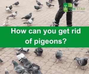 How can you get rid of pigeons?-Effective Methods.