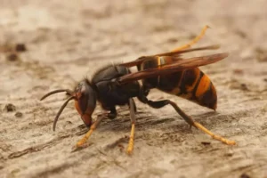 Effective Wasp Control Services in Dubai: Keeping Your Space Safe