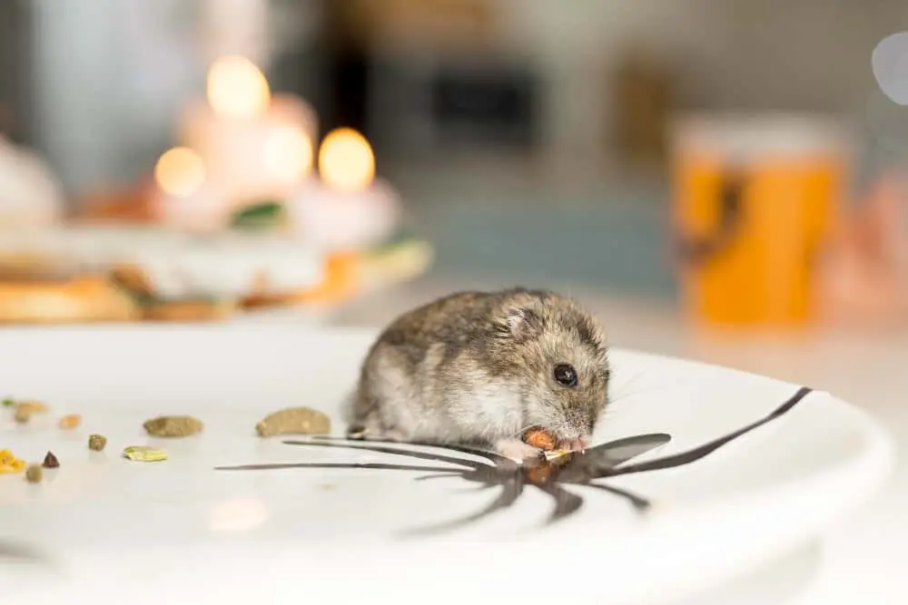 rodent pest control services in dubai