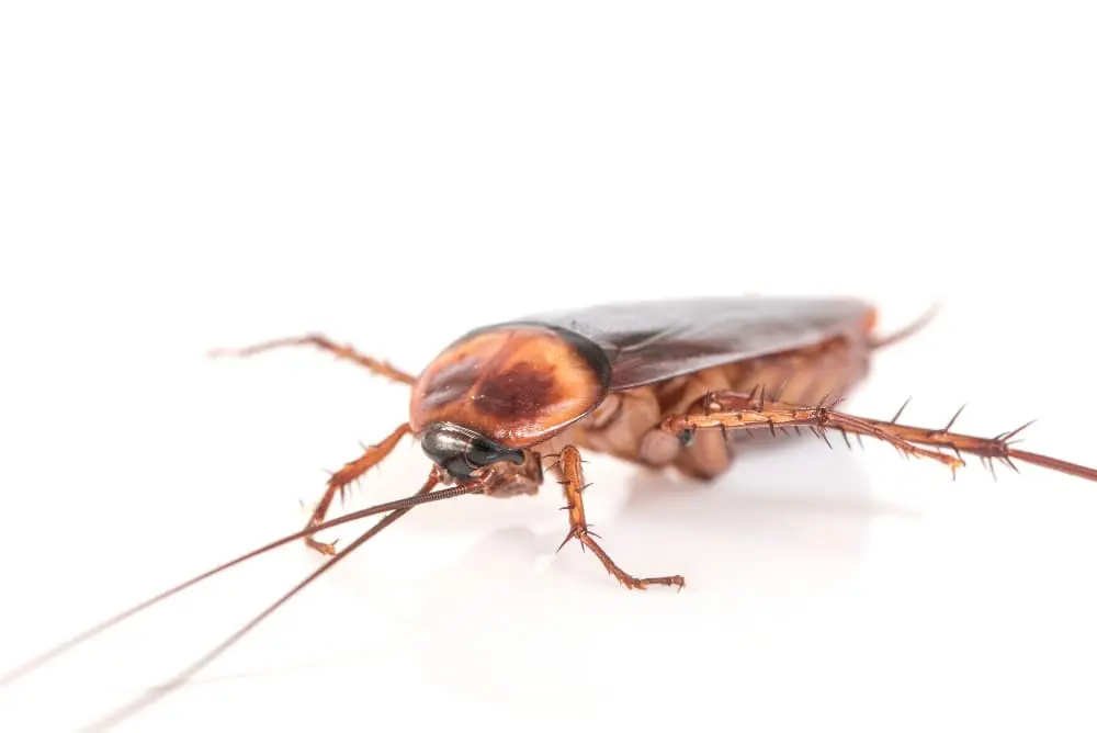 cockroach pest control service company in dubai