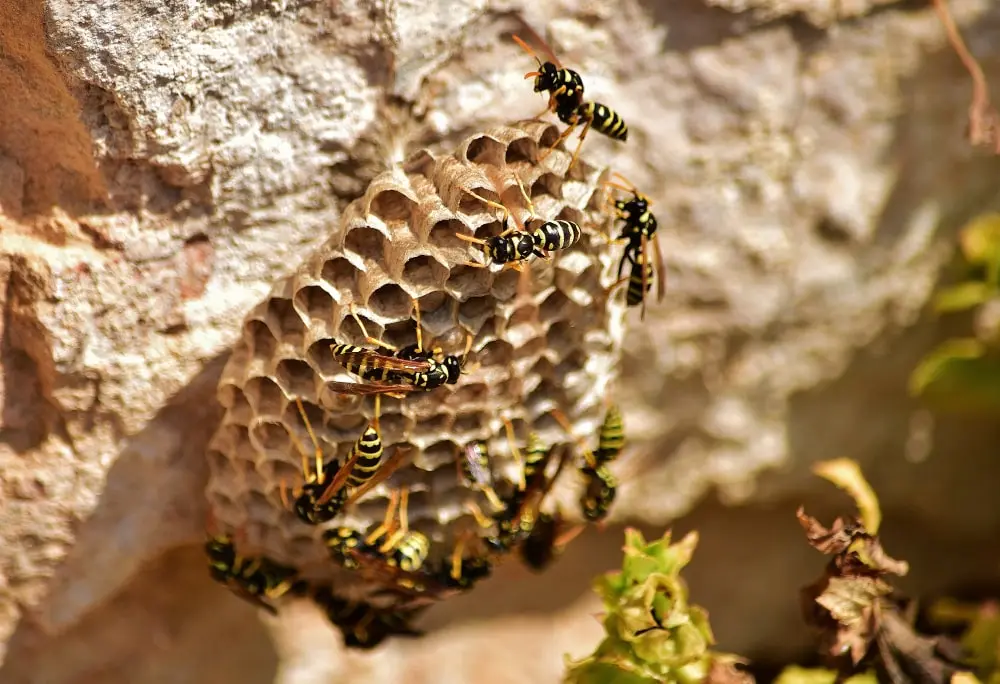 wasps control service company in Dubai
