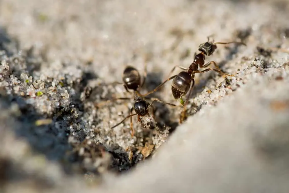 ant pest control service company in dubai