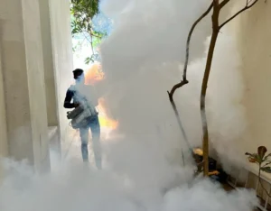 Understanding the Fumigation Pest Services Process: Step-by-Step