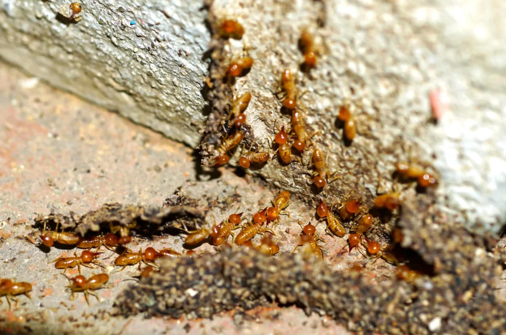 termite control service in dubai