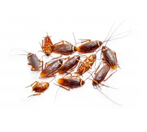 cockroach control services in dubai