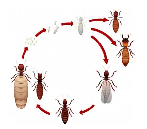 termite control services in Dubai