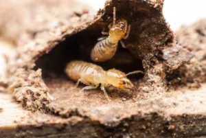 Understanding Termites: Threats, Prevention, and Control