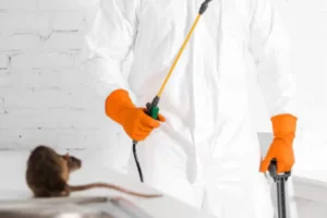 How Pest Control Dubai Effectively Solve Rodent Problem in Your Home