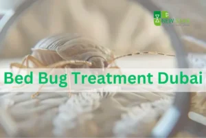 Bed Bug Treatment: A Step-by-Step Guide